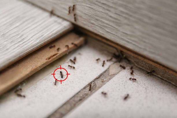 Best Mosquito Control Services  in Bryson City, NC